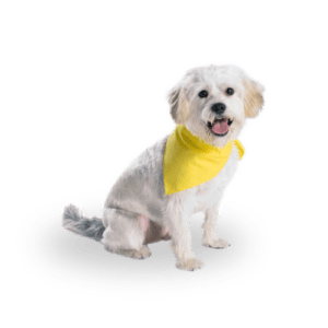 Doggie Pet Bandana