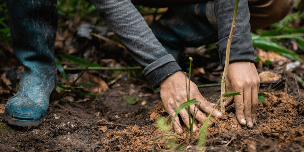 One Tree Planted 1 One Tree Planted 1